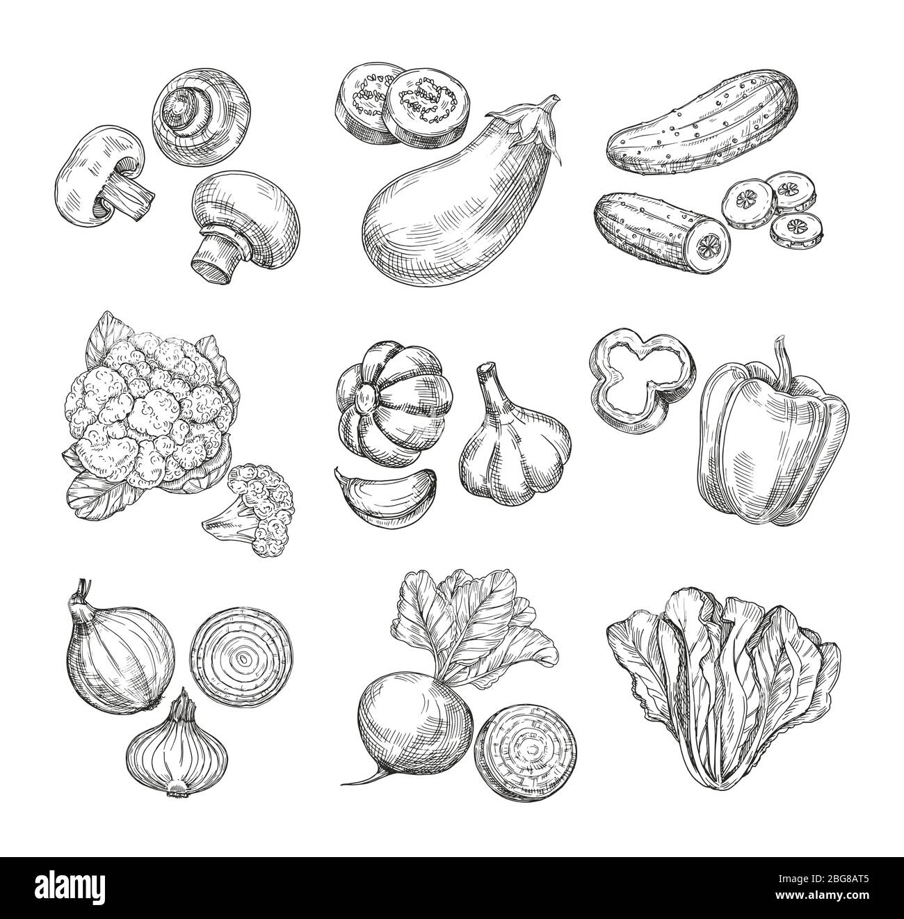 Hand drawn vegetables. Garden cauliflower, pepper and eggplant, champignons. Fresh vegan products. Sketch vegetable vector isolated set. Illustration of champignon and cucumber, cabbage and mushroom Stock Vector