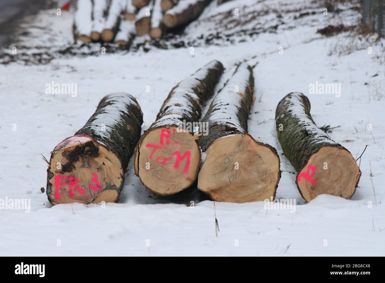 Ready to transport the logs stored in the winter forestIm Winterwald abgelagerte Holzstämme, bereit zum Abtransport Stock Photo
