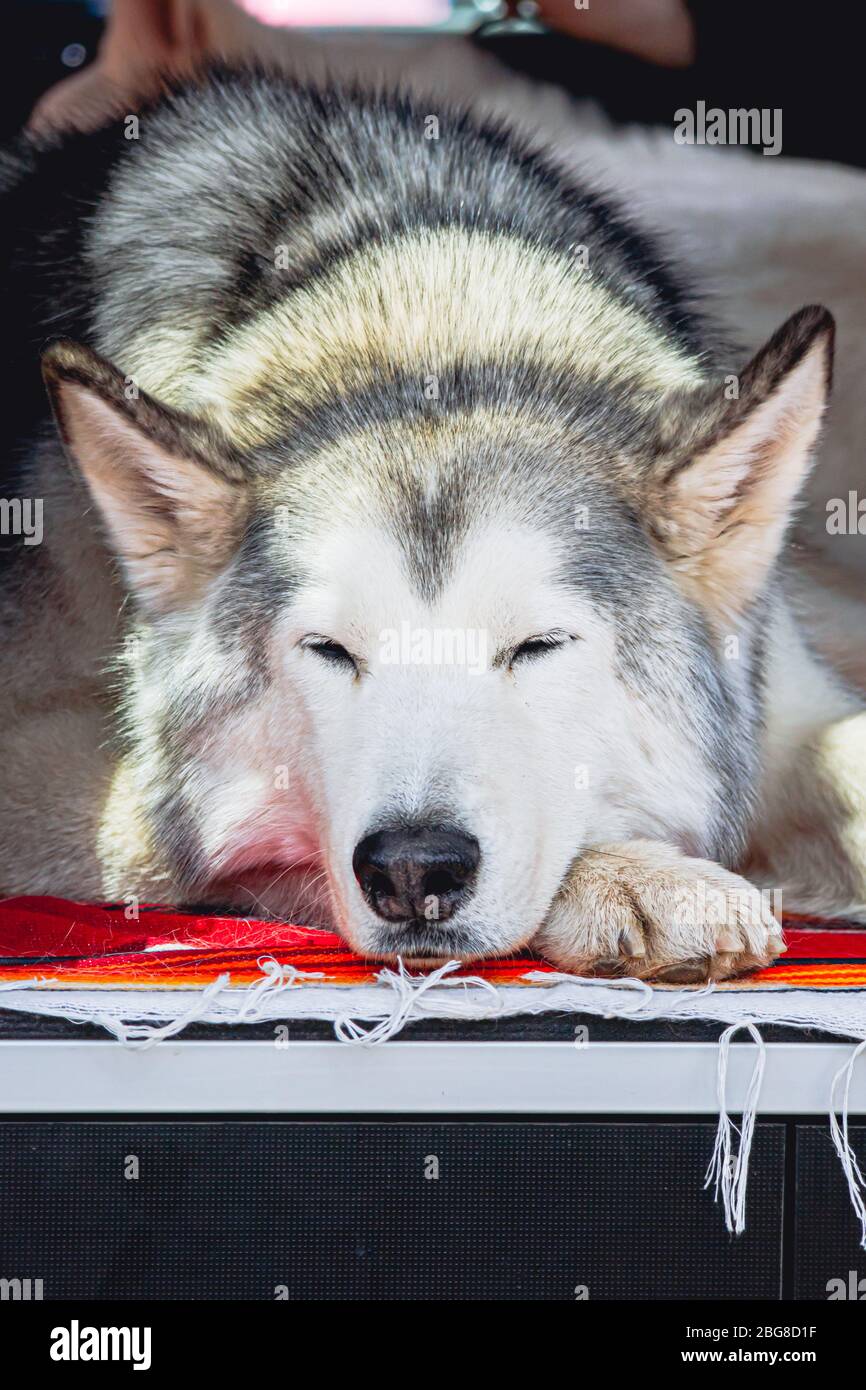 Dog sleeping in back of truck Stock Photo