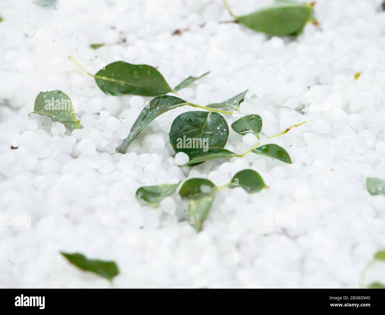 Leaves in a hailstorm in the Arizona desert Stock Photo