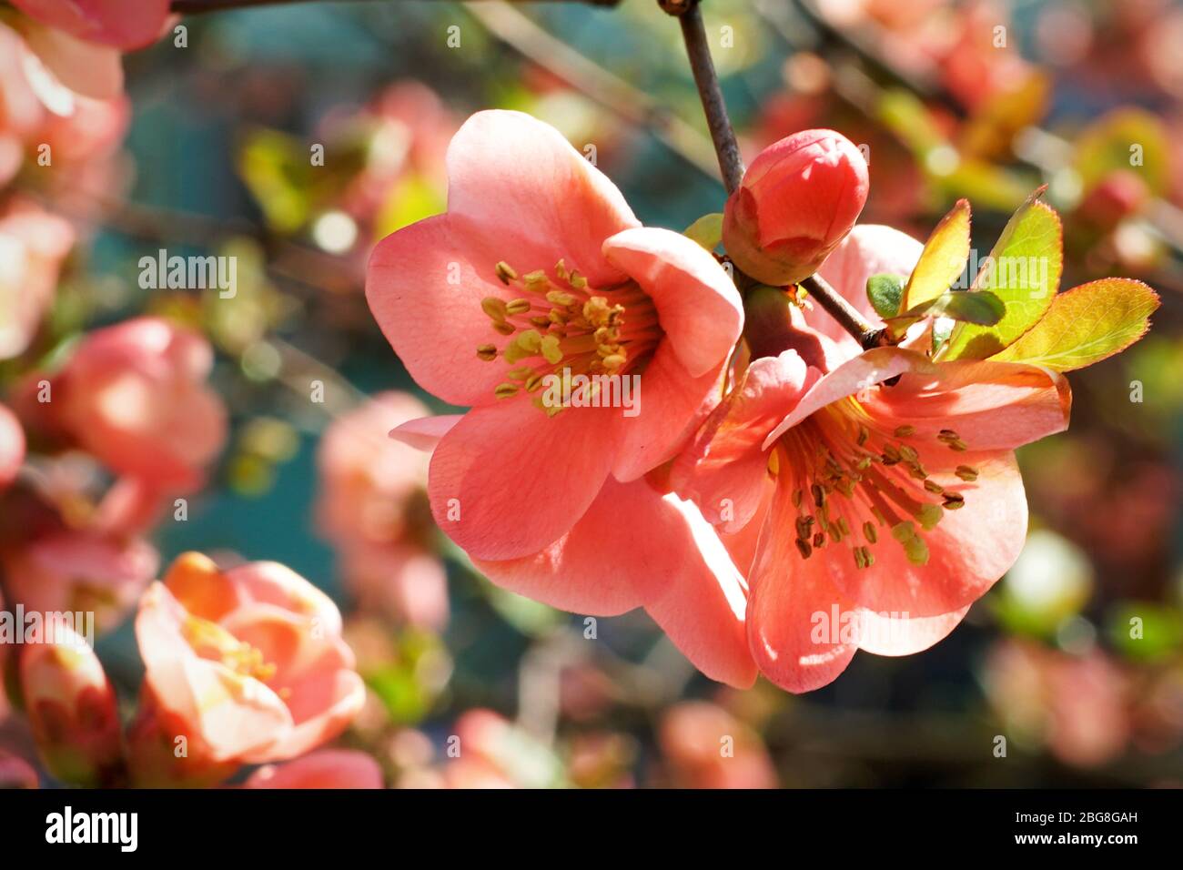 quince flowering Stock Photo