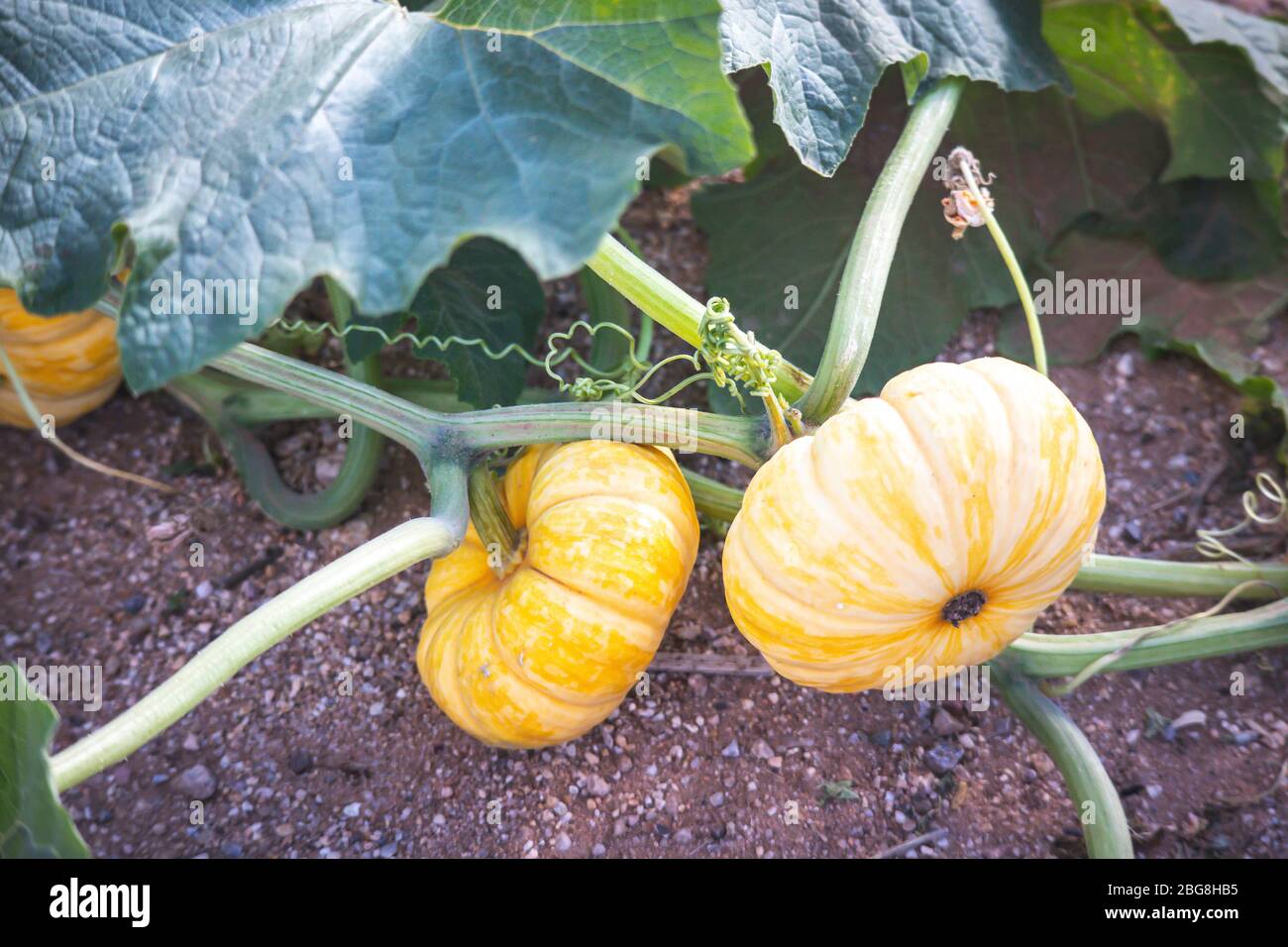 Pumpkins in pumpkin patch Stock Photo - Alamy