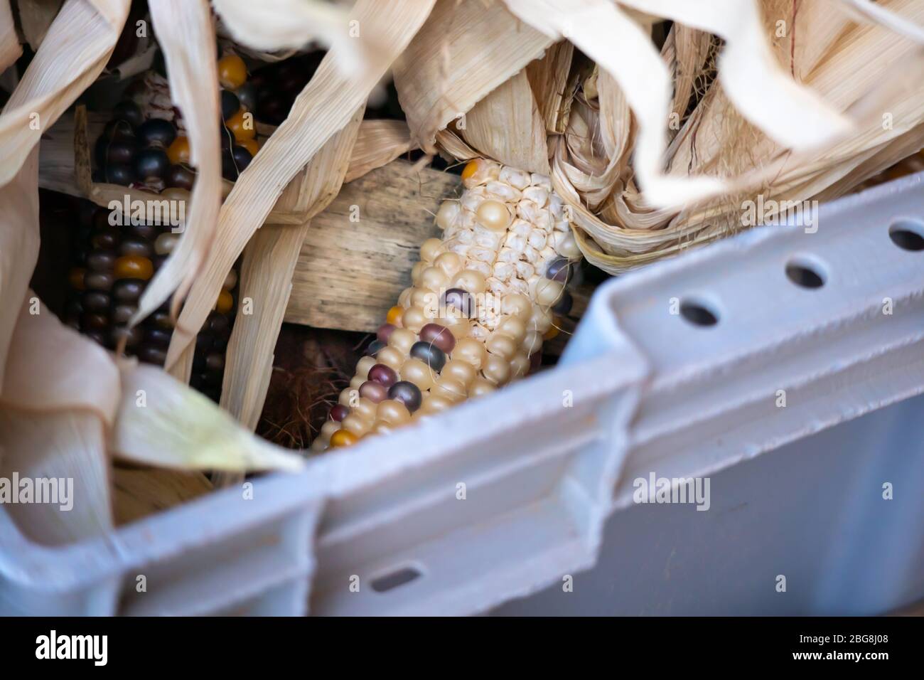 Shucked corn in a basket Stock Photo