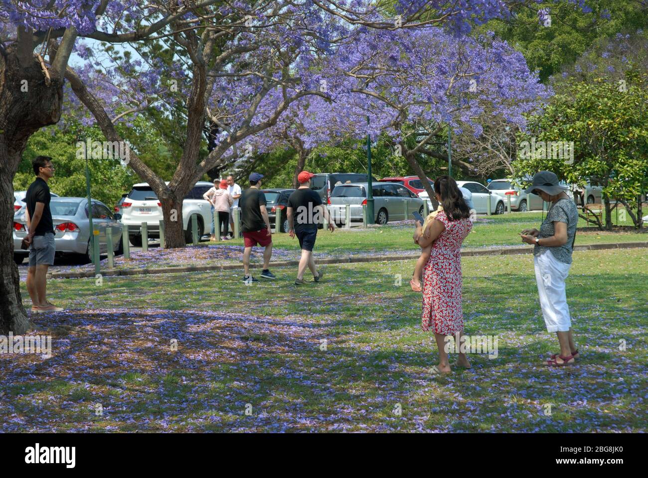 New Farm Park, Brisbane Queensland Australia. Stock Photo