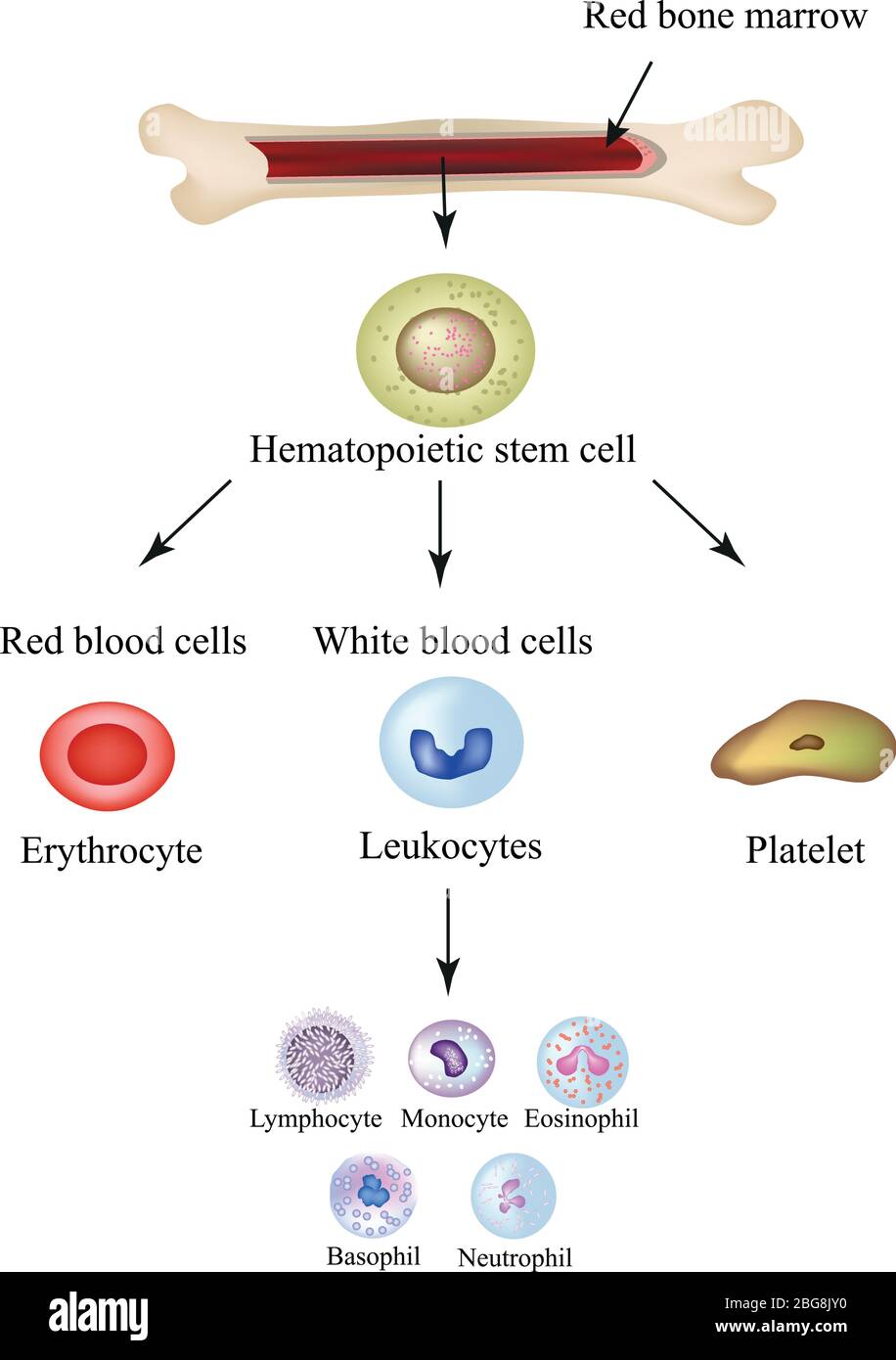 Limbo blood cells in bone marrow. Infographics. Vector illustration Stock Vector