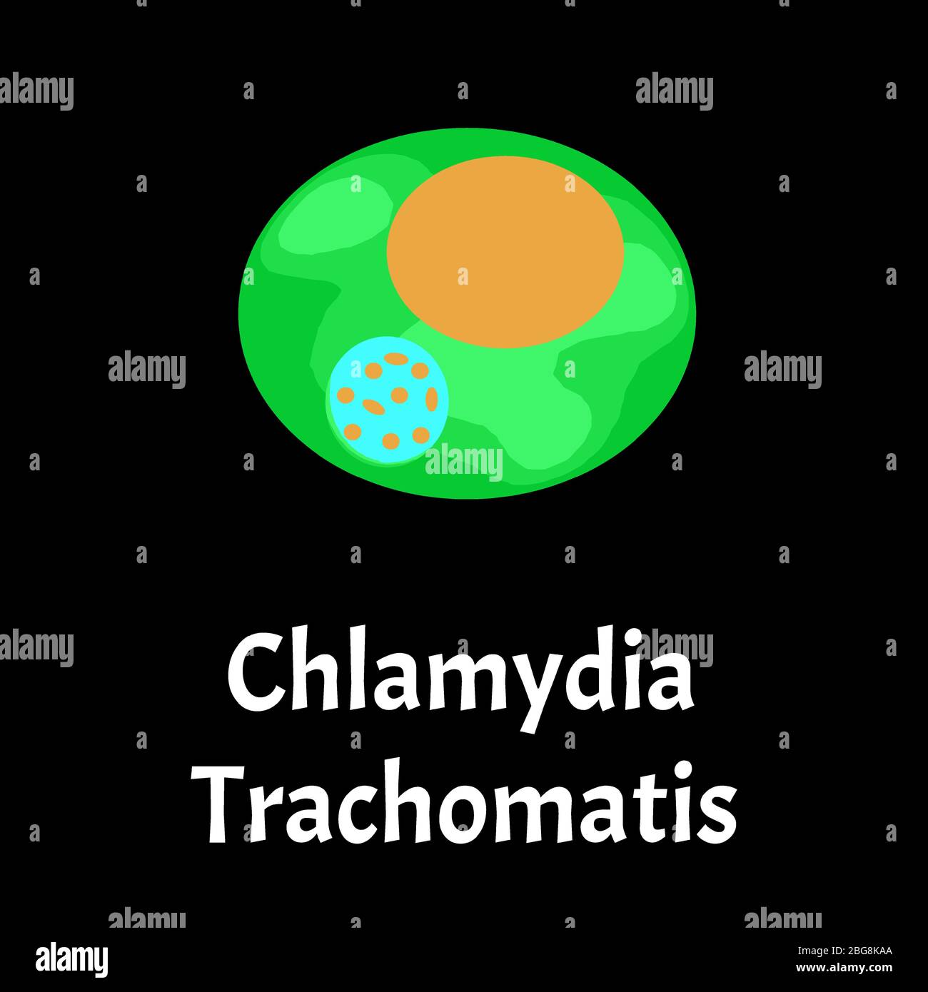 Chlamydia Trachomatis Bacterial Infections Chlamydiosis Sexually Transmitted Diseases 8977