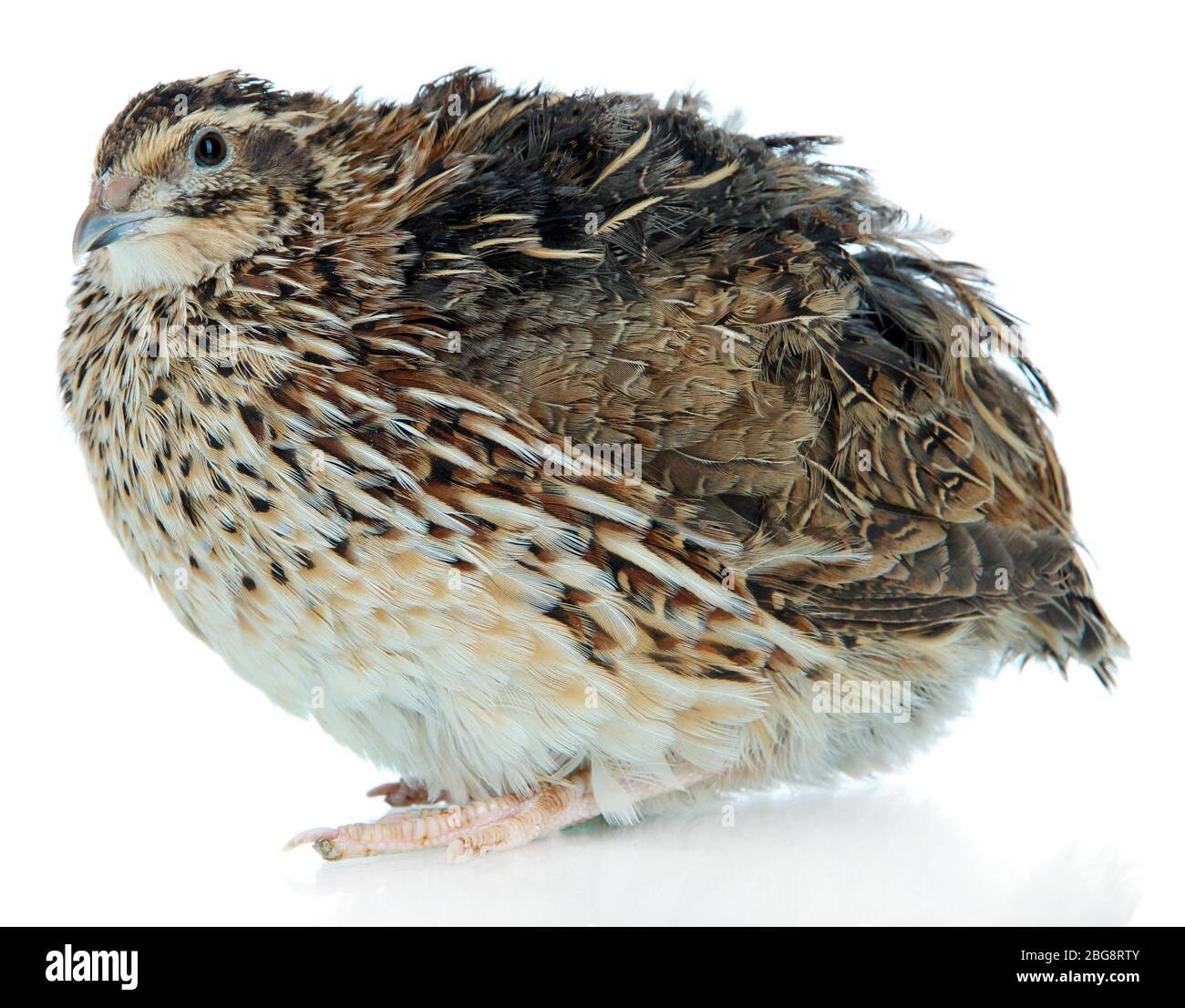 Young quail isolated on white Stock Photo Alamy