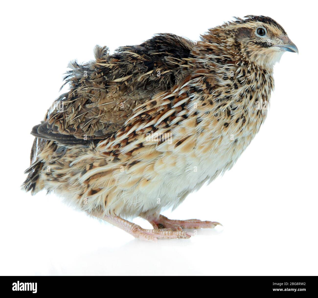 Young quail isolated on white Stock Photo Alamy
