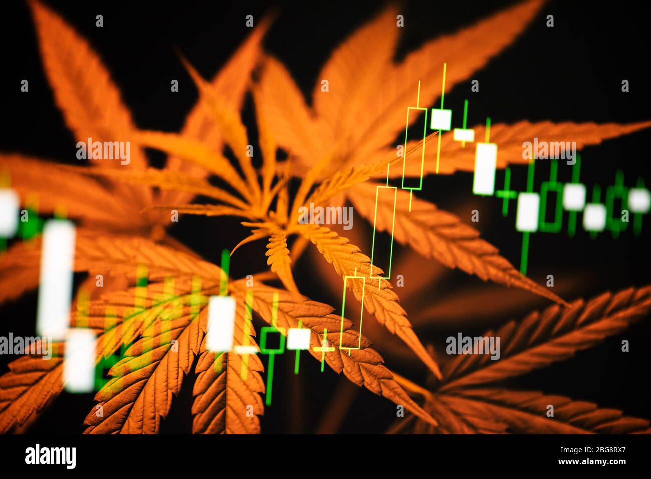 Business marijuana cannabis leaves with stock graph charts on the stock market exchange or trading analysis investment / Commercial cannabis medicine Stock Photo