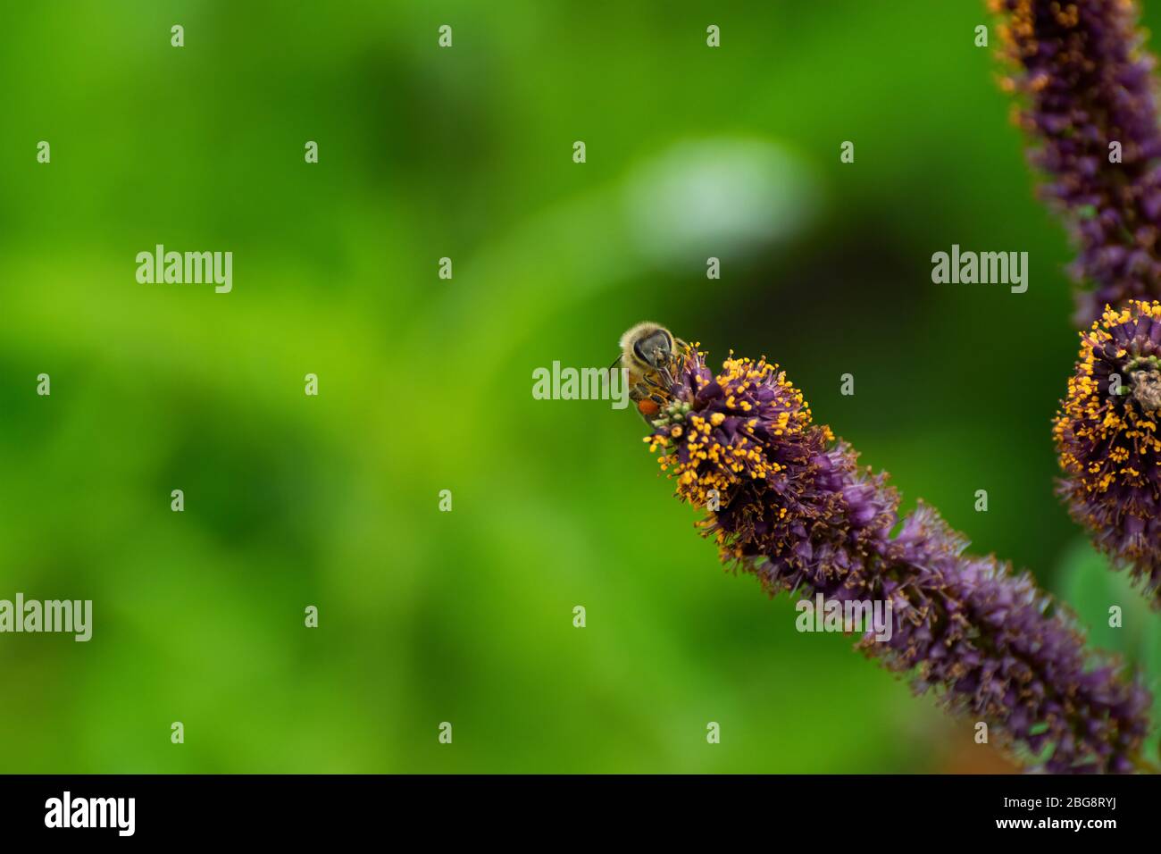 Indigo Bush Stock Photos Indigo Bush Stock Images Alamy