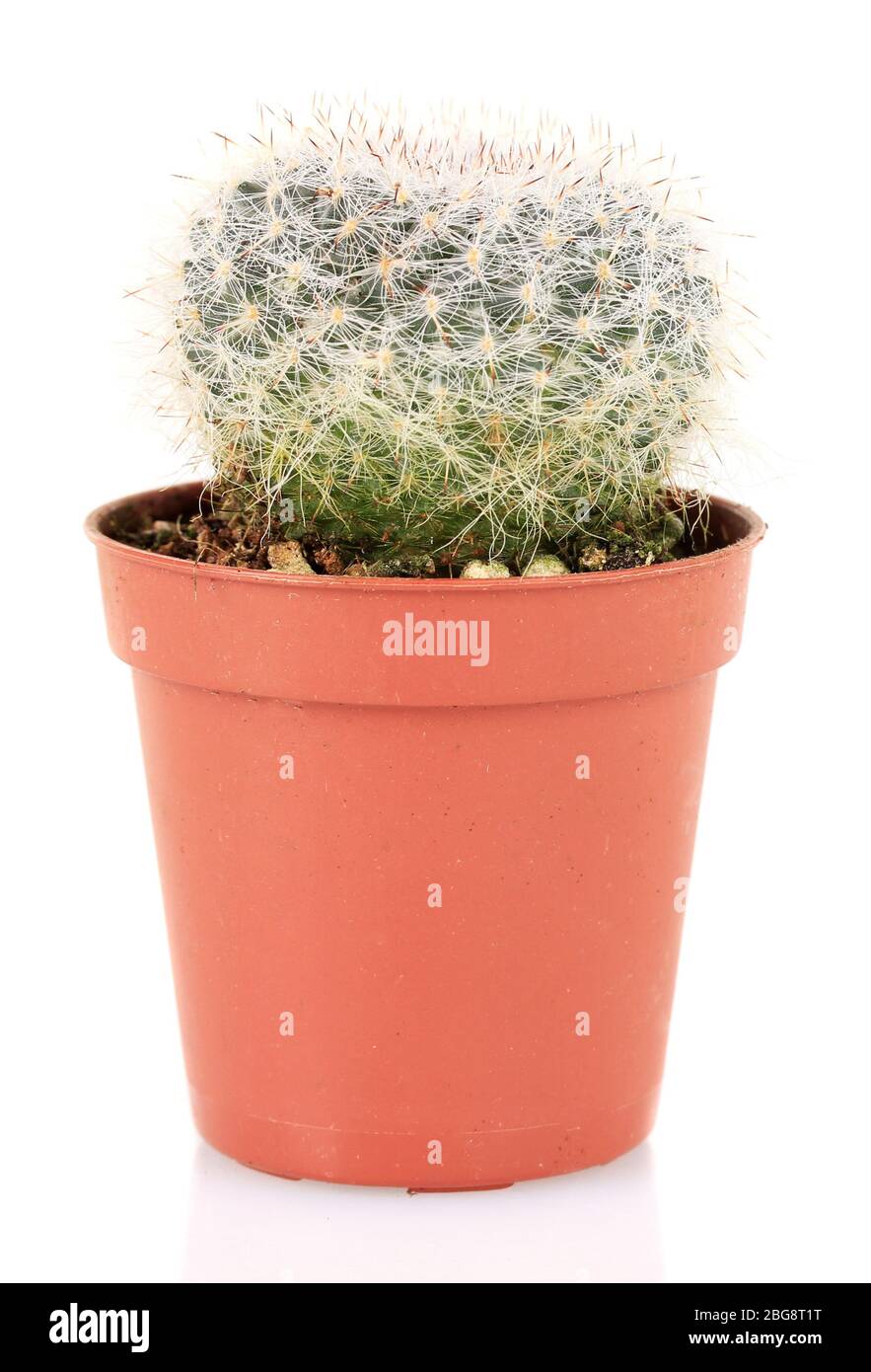 Cactus in flowerpot, isolated on white background Stock Photo - Alamy