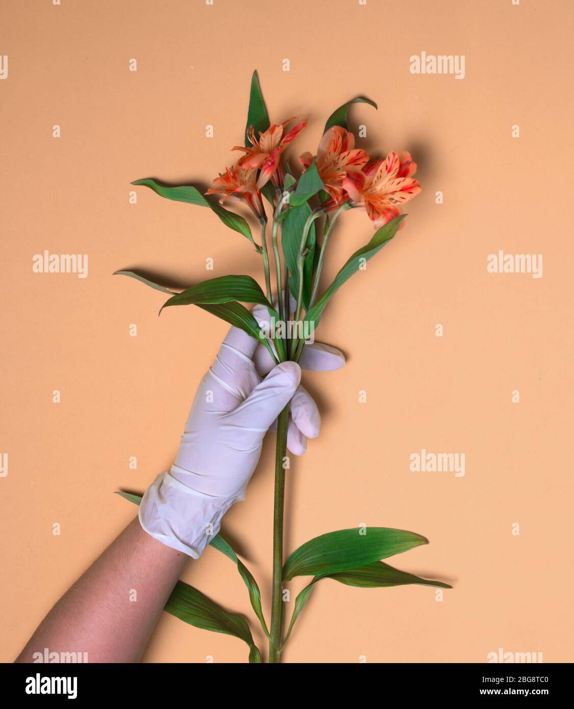 A rubber-gloved hand holds Alstroemeria Stock Photo