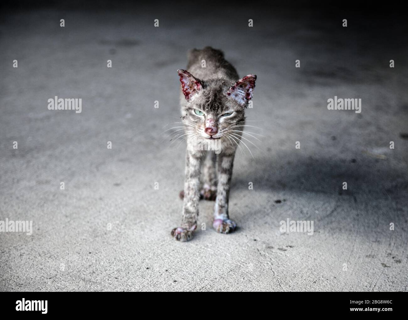 sympathize bloody small and thin stray cat on street. After figthing with dog Stock Photo