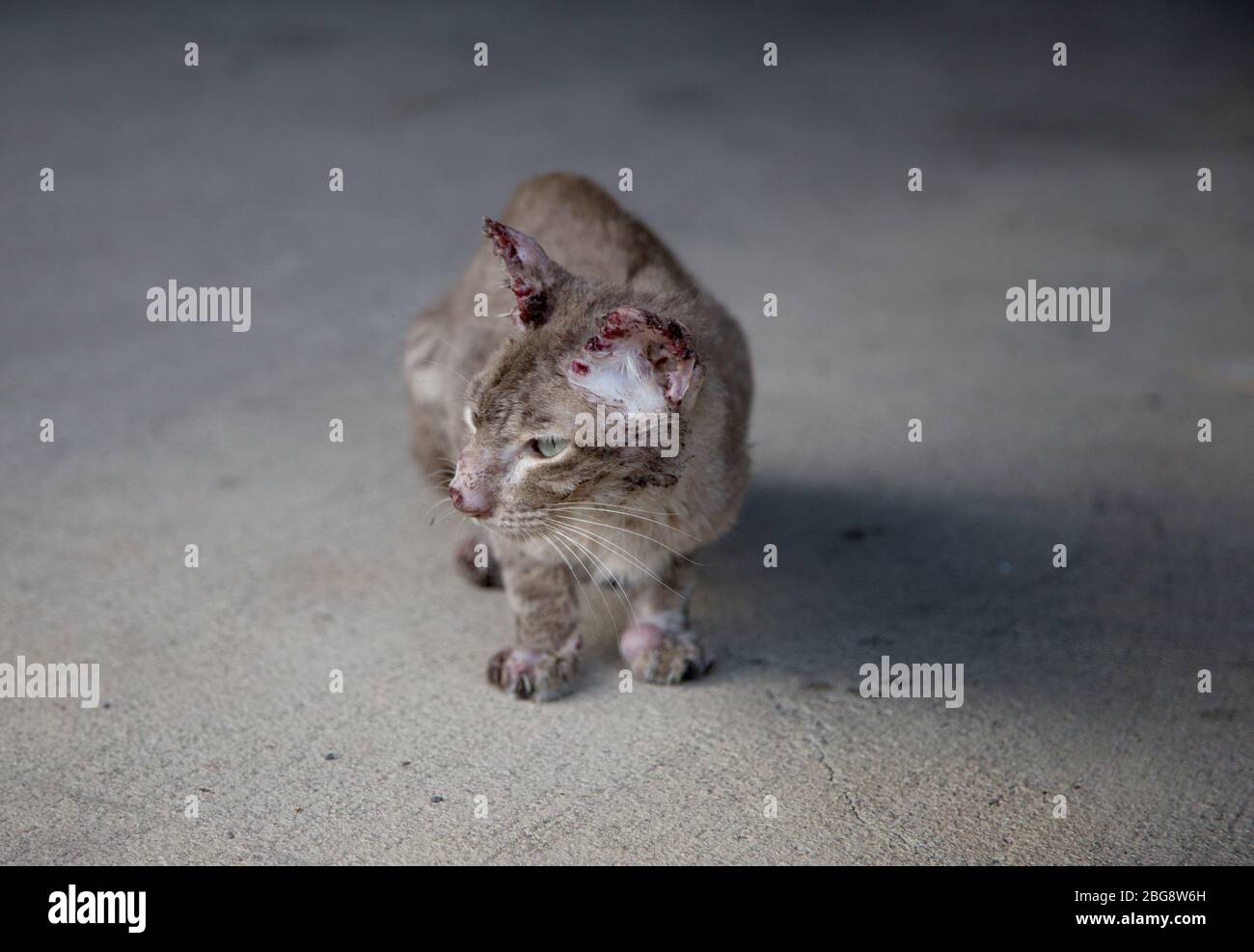 sympathize bloody small and thin stray cat on street. After figthing with dog Stock Photo