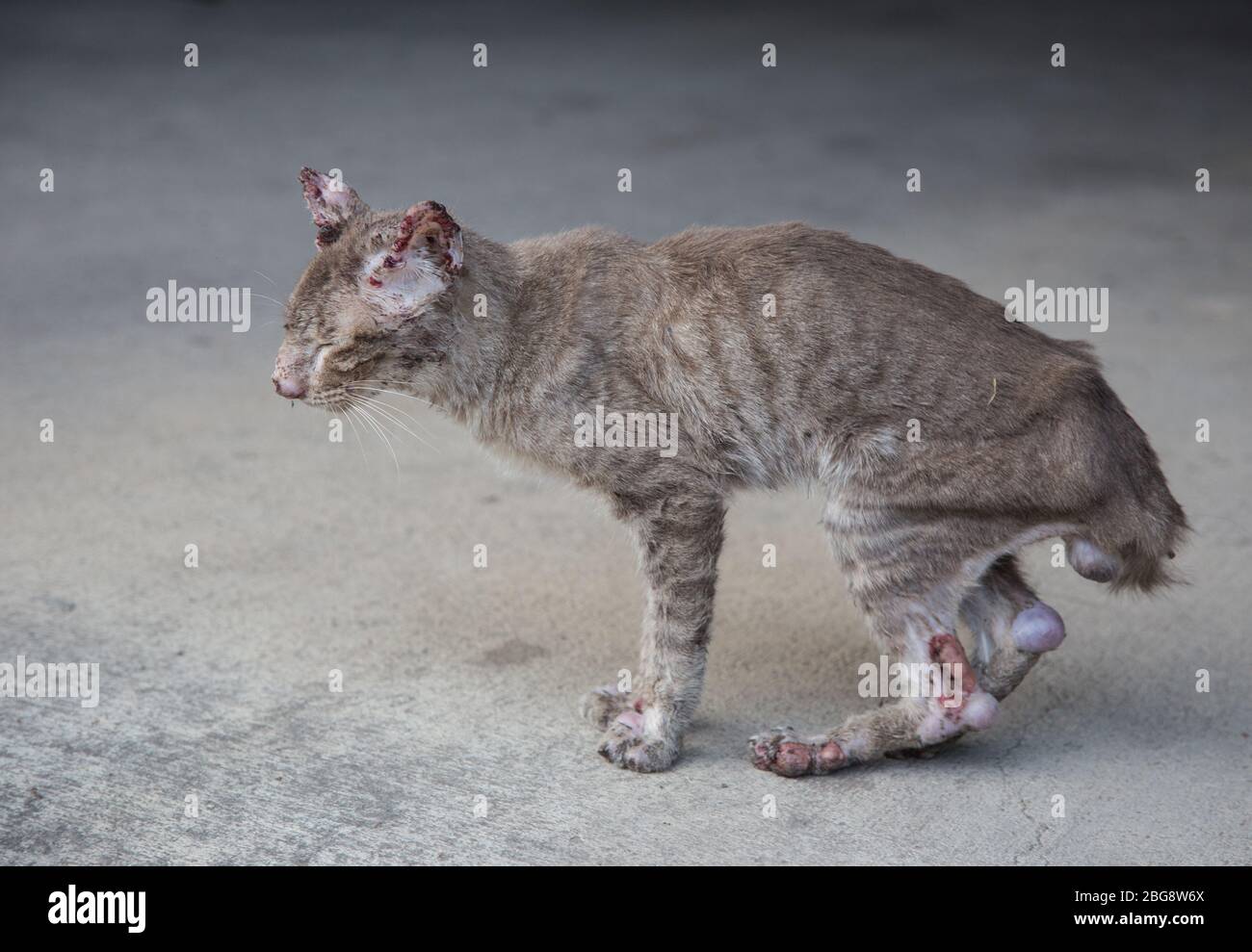 sympathize bloody small and thin stray cat on street. After figthing with dog Stock Photo