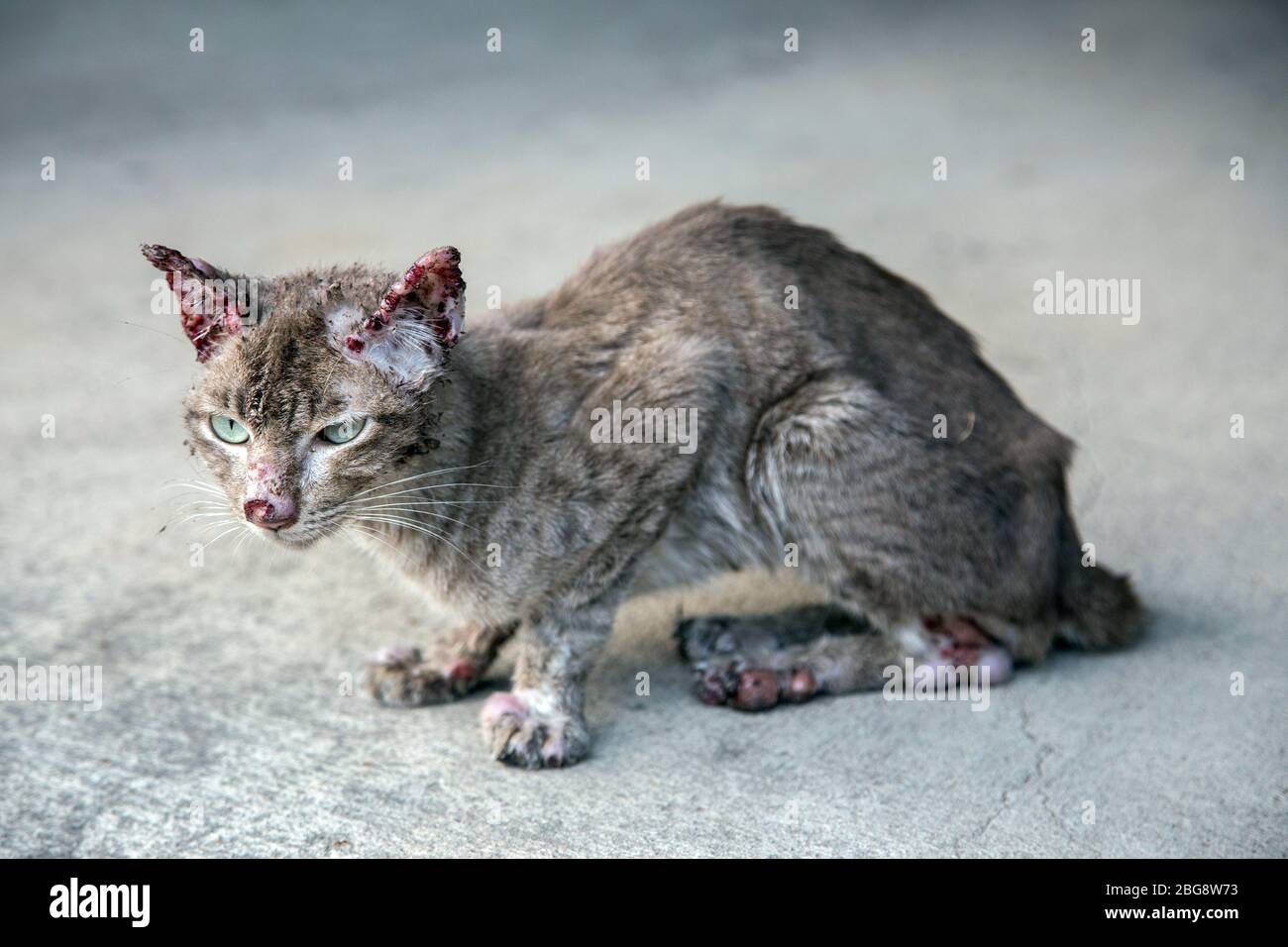 sympathize bloody small and thin stray cat on street. Stock Photo