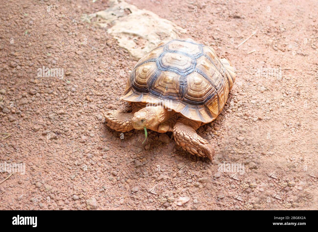 giant sand turtle eating green grass on retile zoo Stock Photo