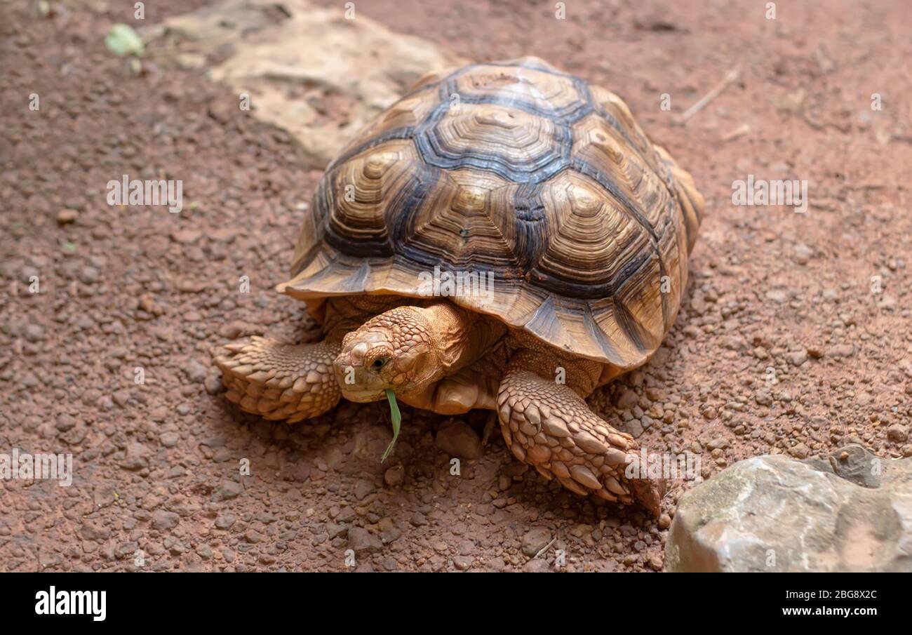 giant sand turtle eating green grass on retile zoo Stock Photo