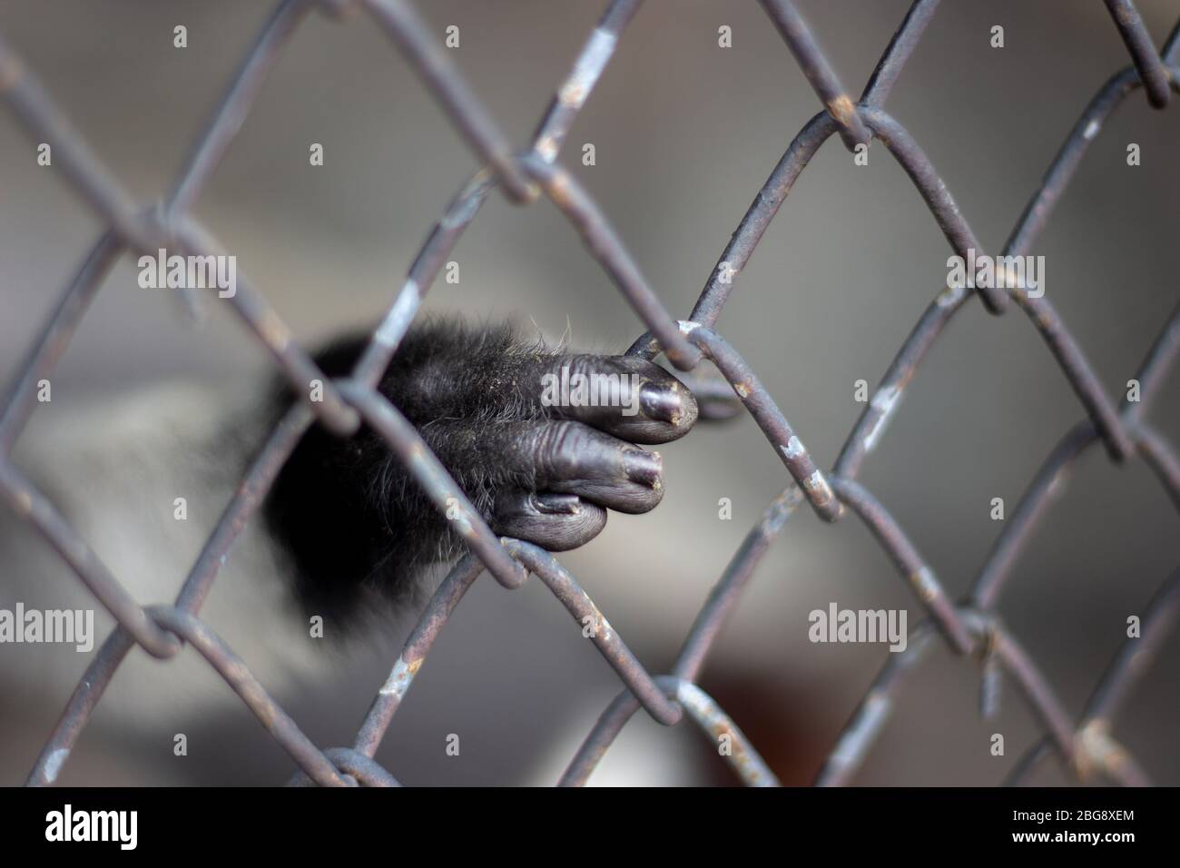 hand of chimpanzee monkety mammal animal catching iron cage. freedom wildlife animal to nature Stock Photo