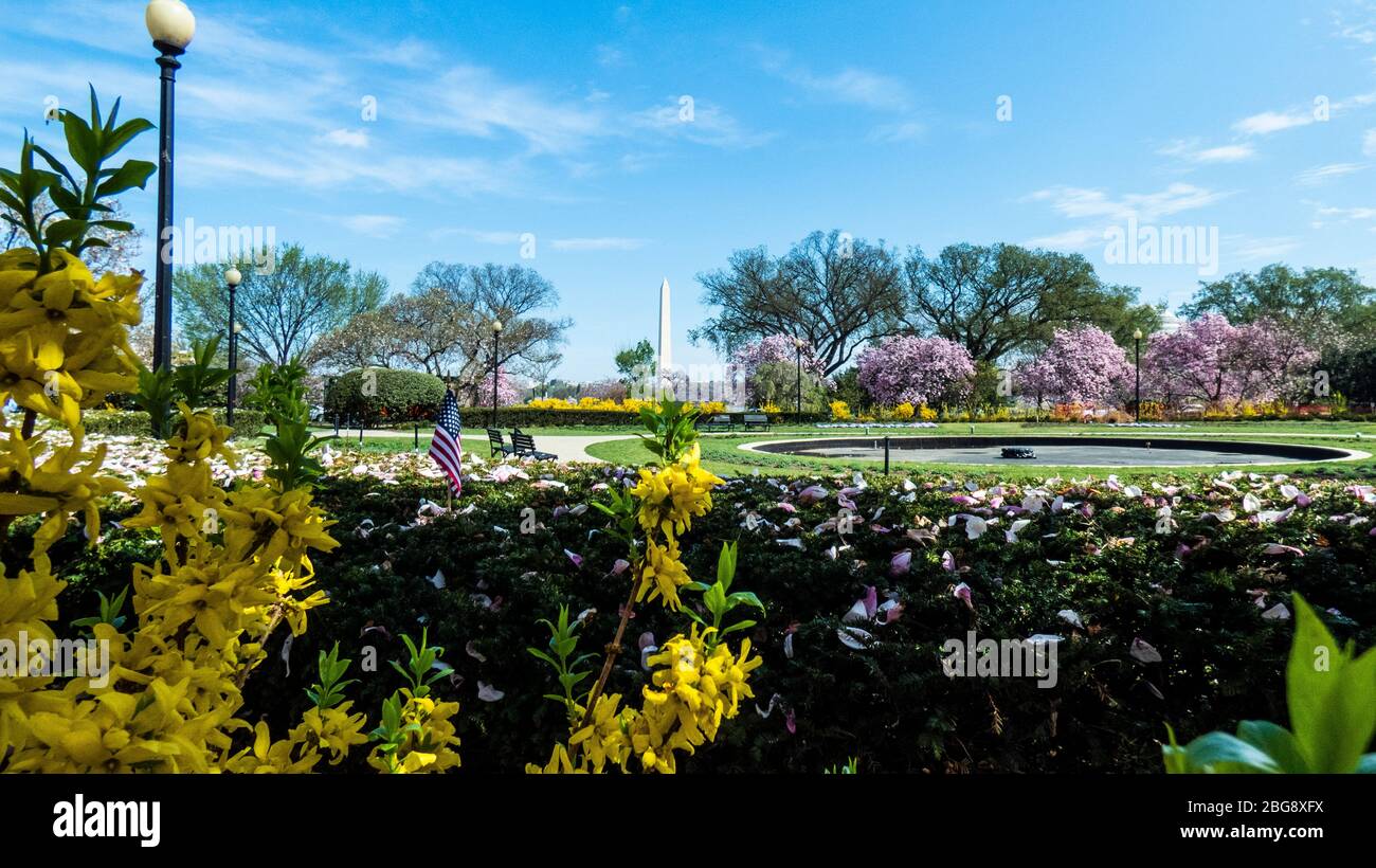 Cherry blossom and Washington Monument in Washington D.C. National Mall Stock Photo Alamy