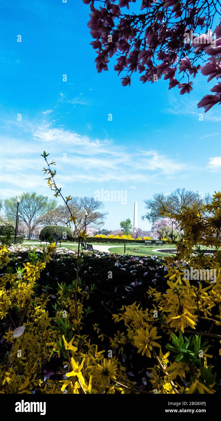 Cherry blossom and Washington Monument in Washington D.C. National Mall. Stock Photo
