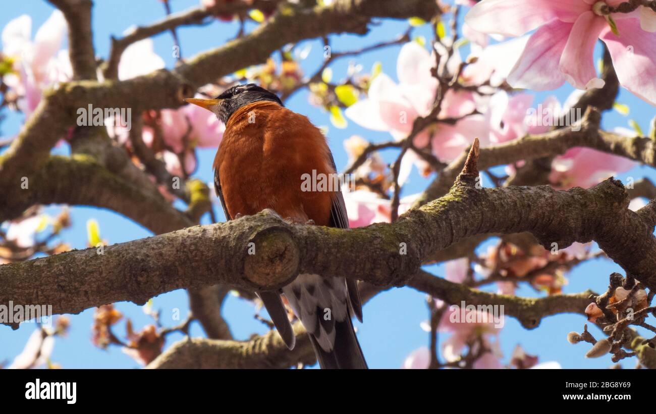 American Robin on a cherry blossom flowers tree background picture image Stock Photo