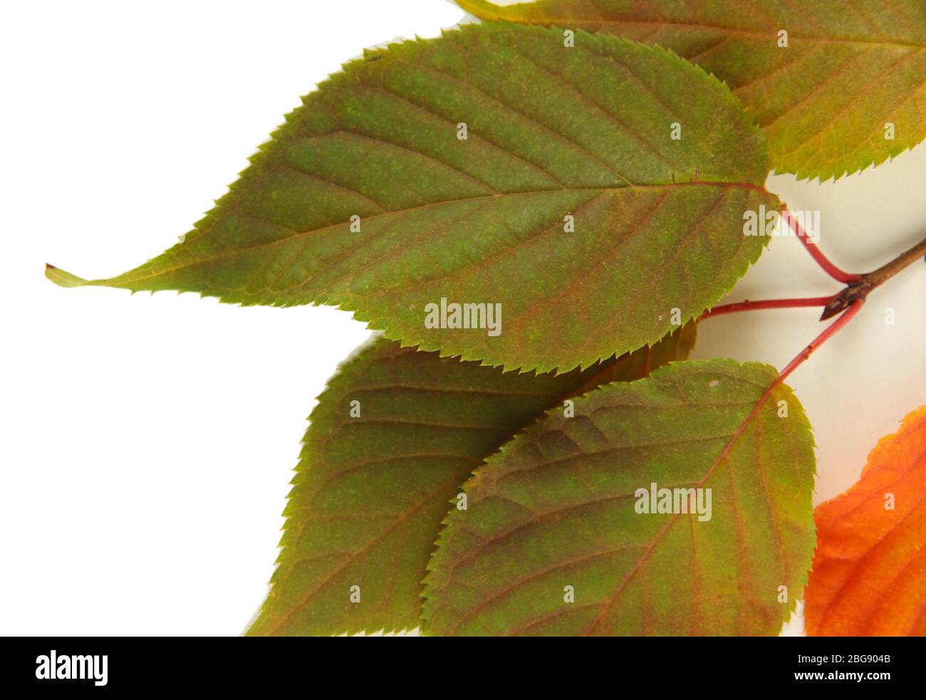 Beautiful autumn leaves on branch isolated on white Stock Photo - Alamy