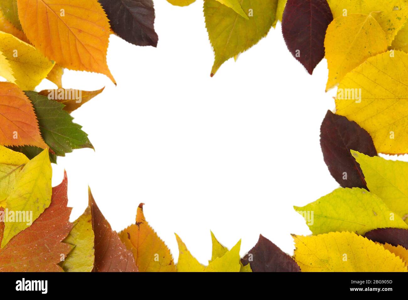 Beautiful autumn leaves isolated on white Stock Photo - Alamy