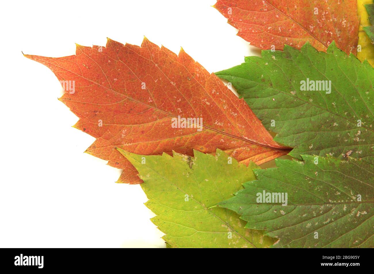 Beautiful autumn leaves isolated on white Stock Photo - Alamy