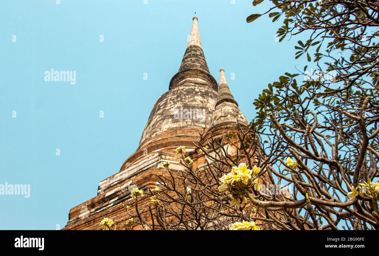 Asian flower in front of heritage Buddism temple at Ayuthaya Thailand Stock Photo