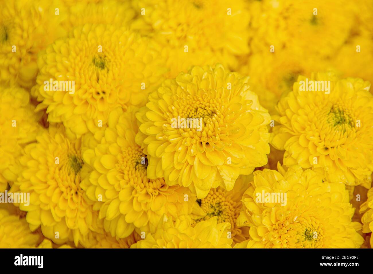 yellow daisy flower texture background Stock Photo