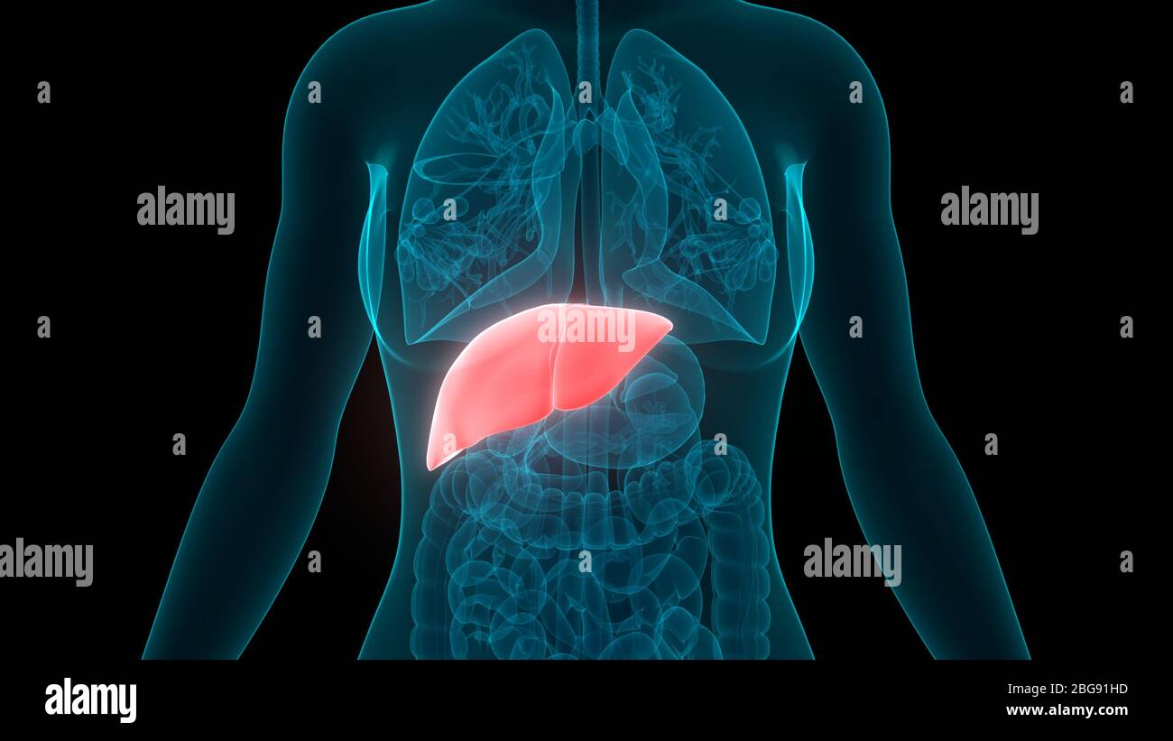 Human Internal Digestive Organ Liver Anatomy Stock Photo - Alamy