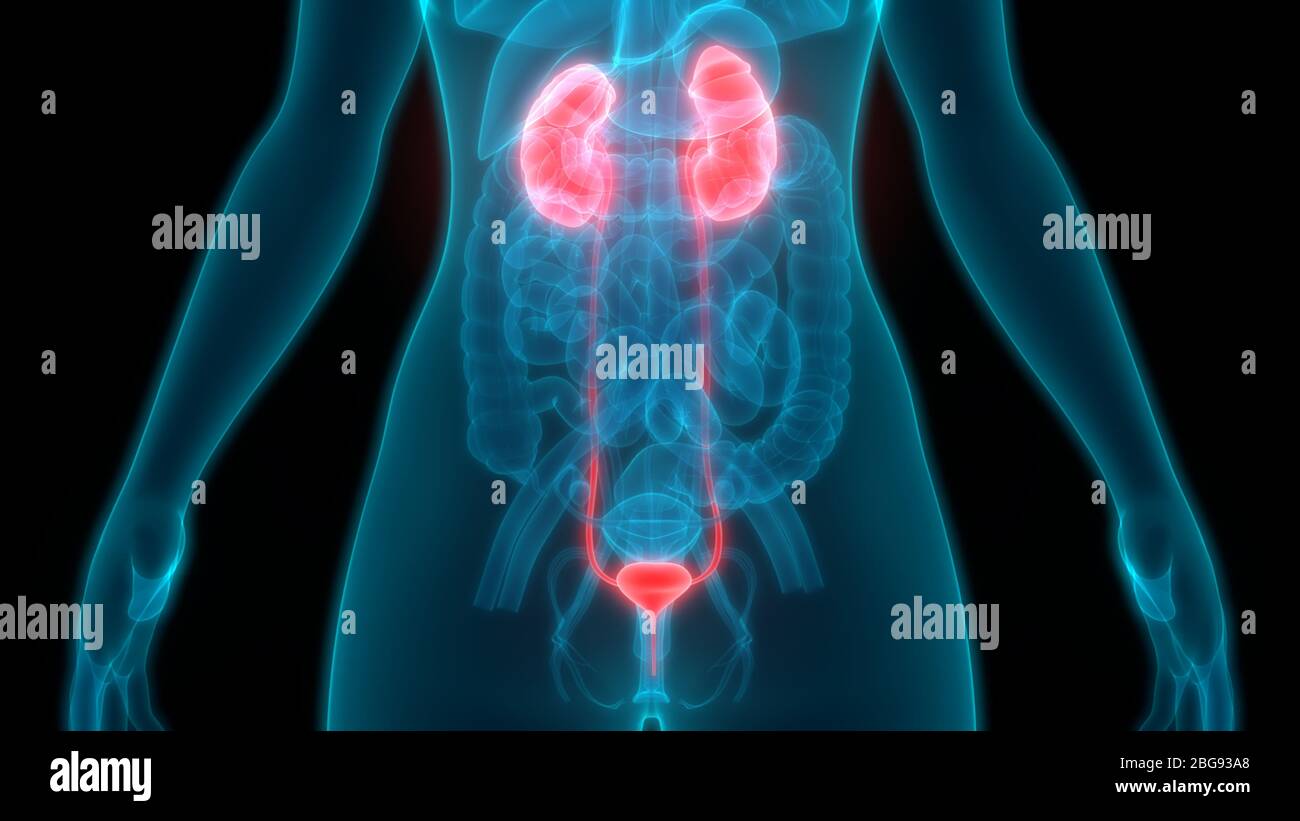 Human Urinary System Kidneys with Bladder Anatomy Stock Photo - Alamy