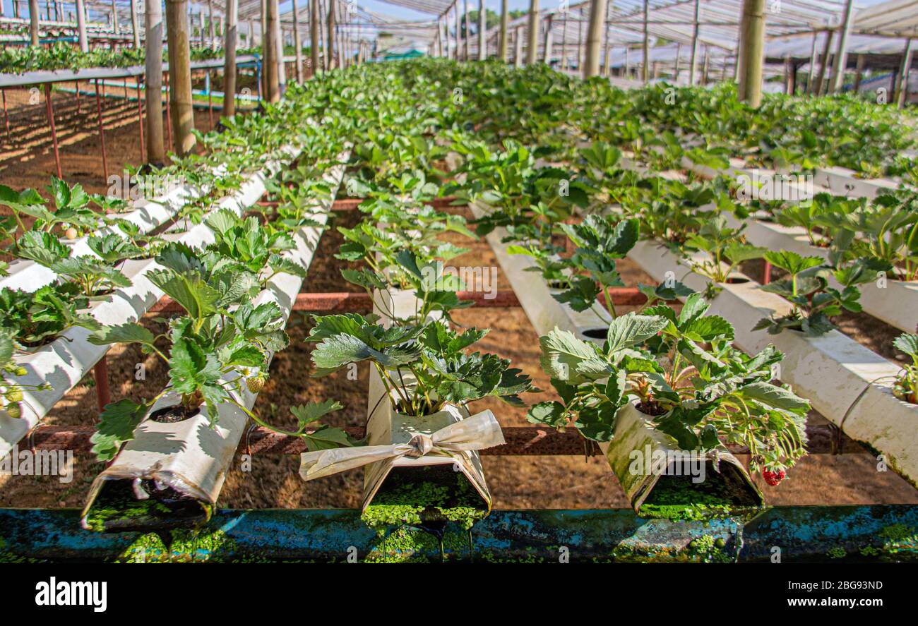 organic vegetable agriculture field in close farm for making gmo plant