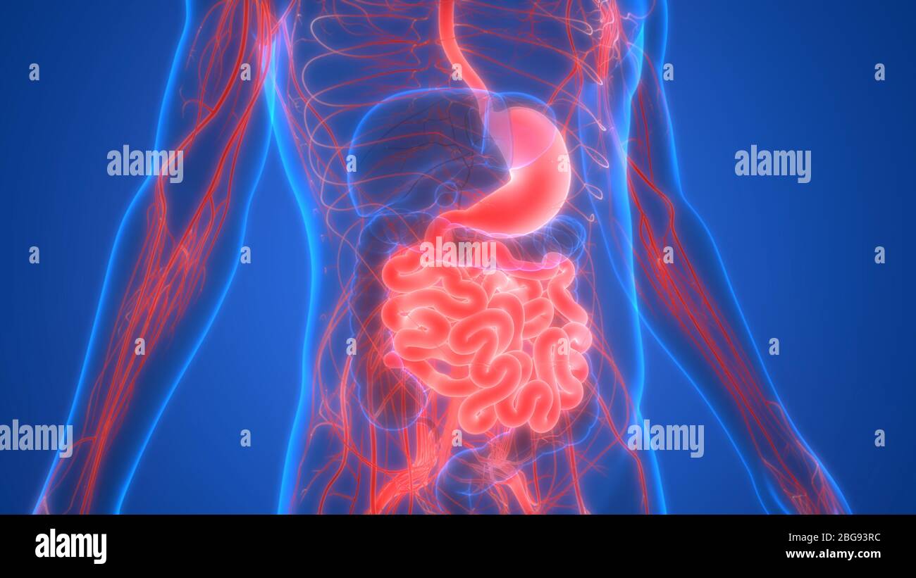 Human Digestive System Stomach with Small Intestine Anatomy Stock Photo ...