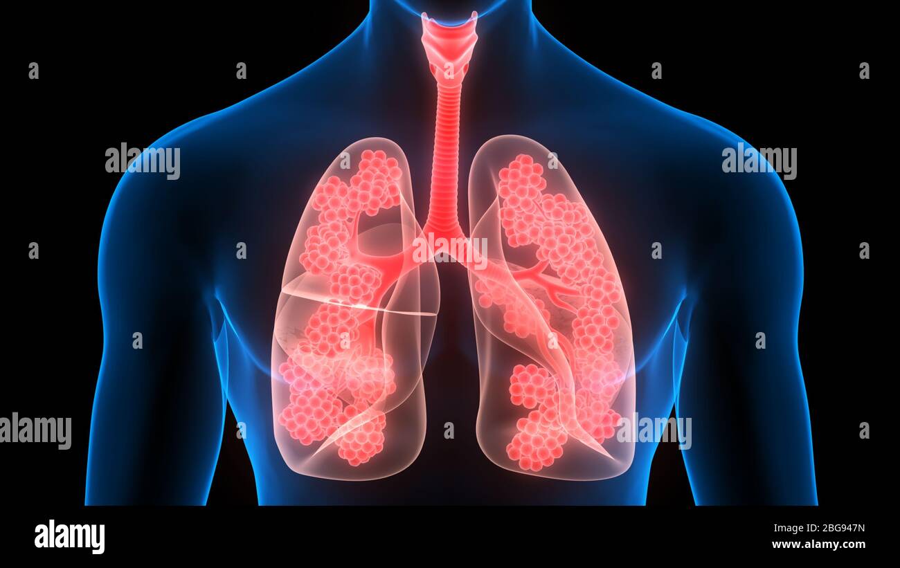 anatomy of the lungs and respiratory system