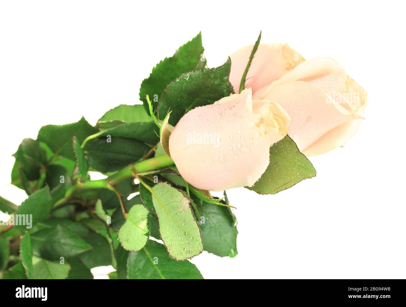 Beautiful roses, isolated on white Stock Photo - Alamy