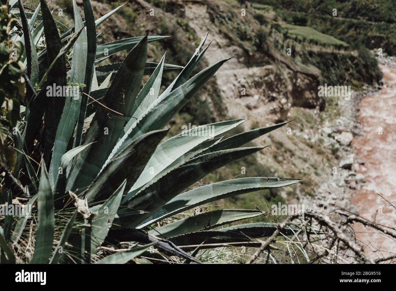 agave plant (Inca Trail, Peru) Stock Photo
