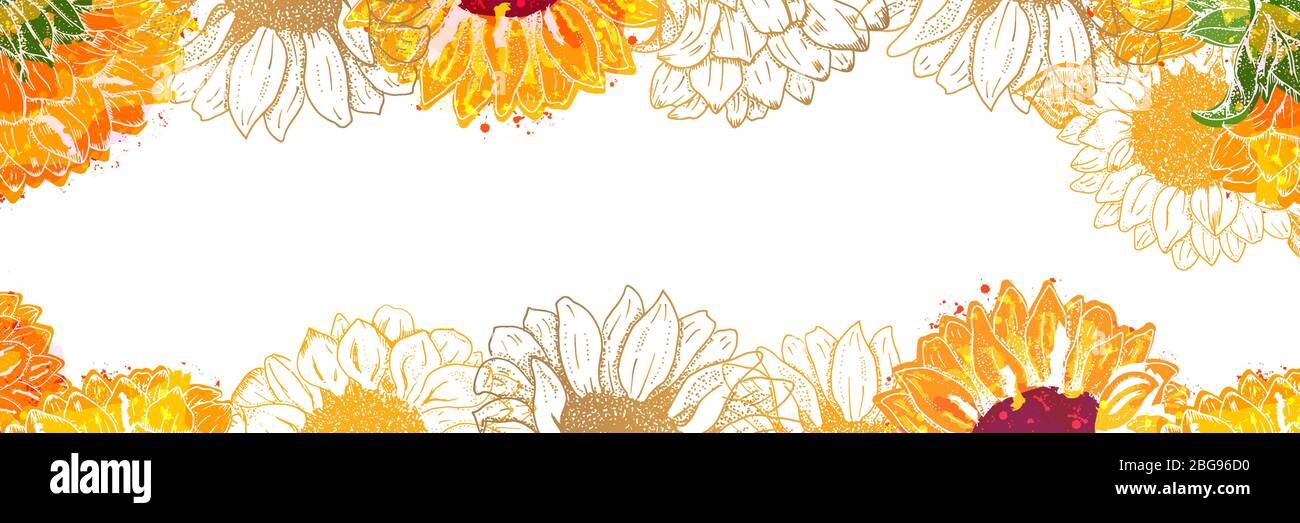 Vector panorama with watercolor sunflowers on a white background and copy space Stock Vector