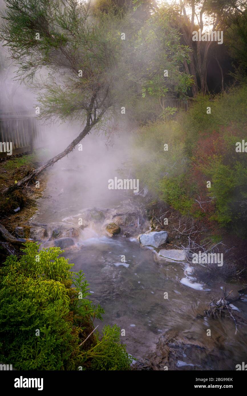 Steam rising from hot water stream Boiling Lake, Kuirau Park, Rotorua, North Island, New Zealand Stock Photo