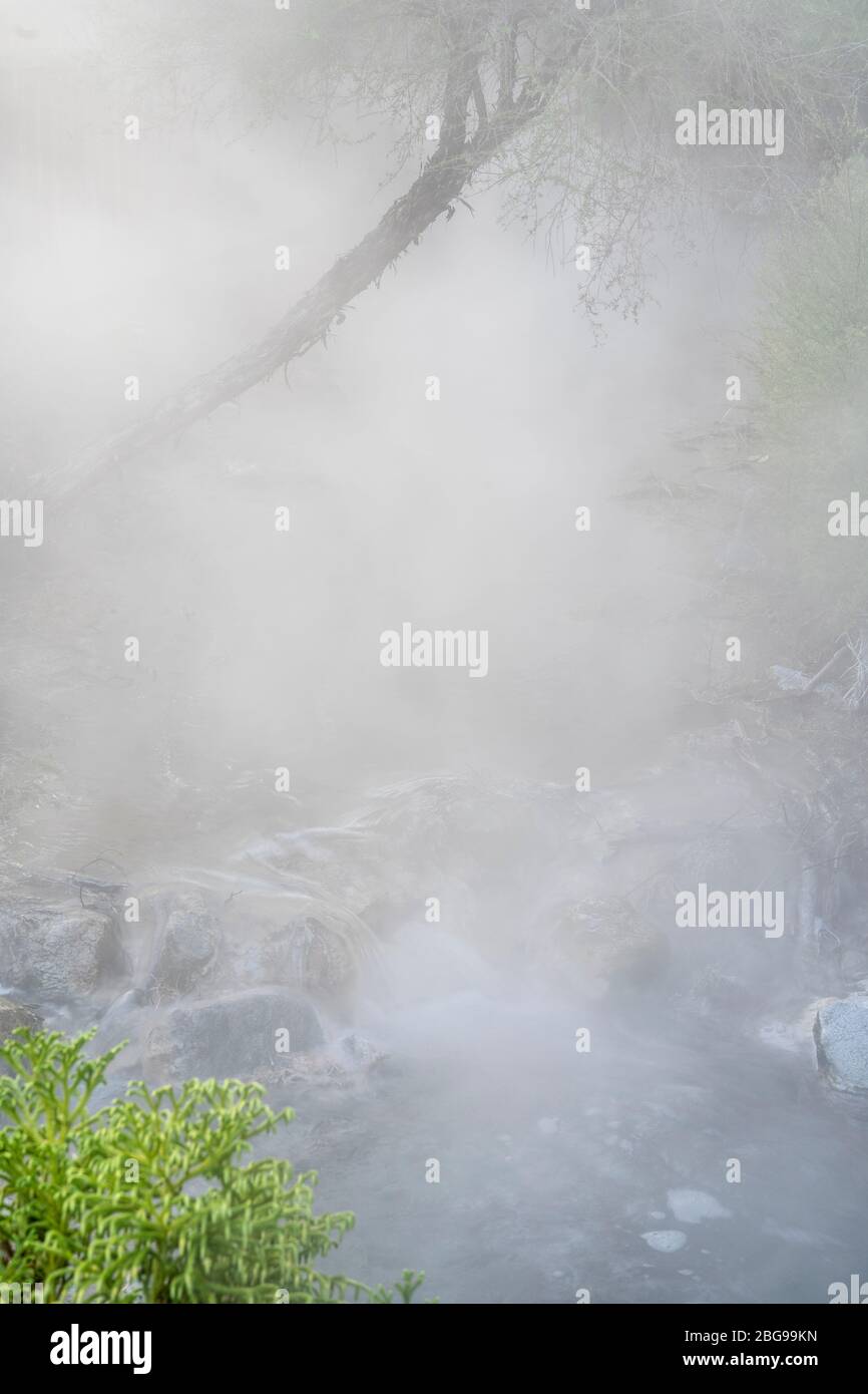 Steam rising from hot water stream Boiling Lake, Kuirau Park, Rotorua, North Island, New Zealand Stock Photo