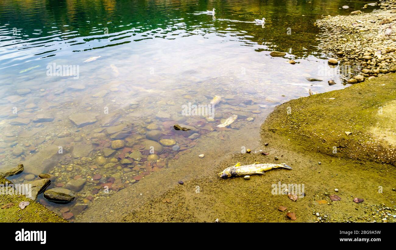 Dead salmon after spawning in the Stave River during the annual Salmon Run in Hayward Lake near Mission, British Columbia, Canada Stock Photo