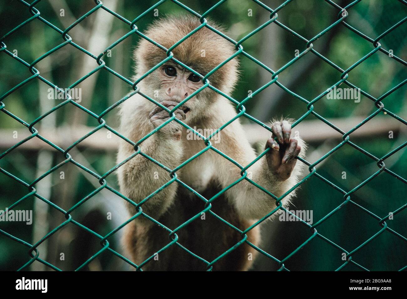 Capuchin monkey in Pilpintuwasi Amazon Animal Orphanage in village Padre Cocha near Iquitos, Peru Stock Photo