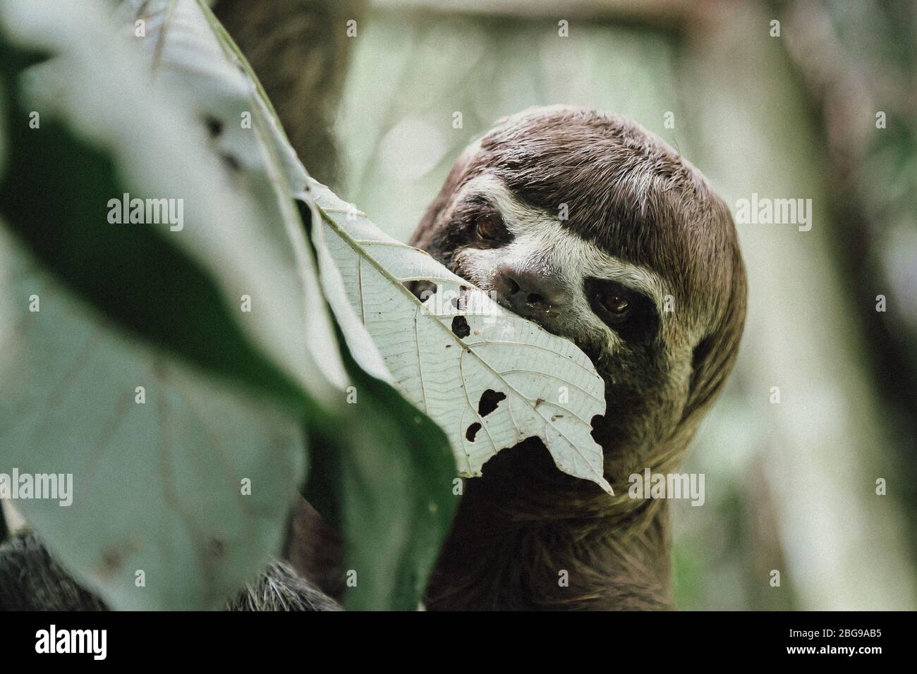 Brown-throated three-toed Sloth (Bradypus variegatus) at the Pilpintuwasi butterfly farm & animal orphanage in Iquitos Peru in the Amazon Jungle Stock Photo