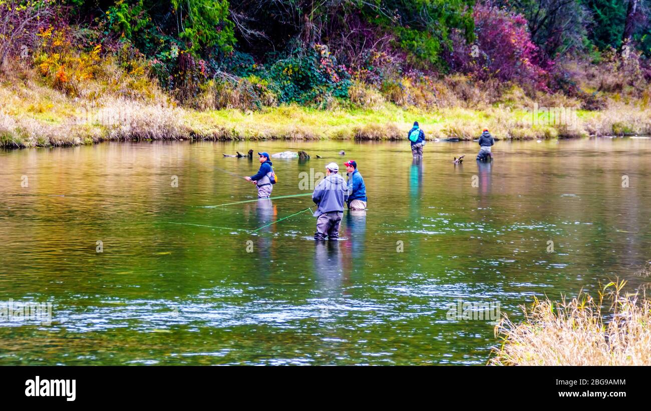 Fishing in the Stave River during the Salmon Run in Hayward Lake down stream of the Ruskin dam