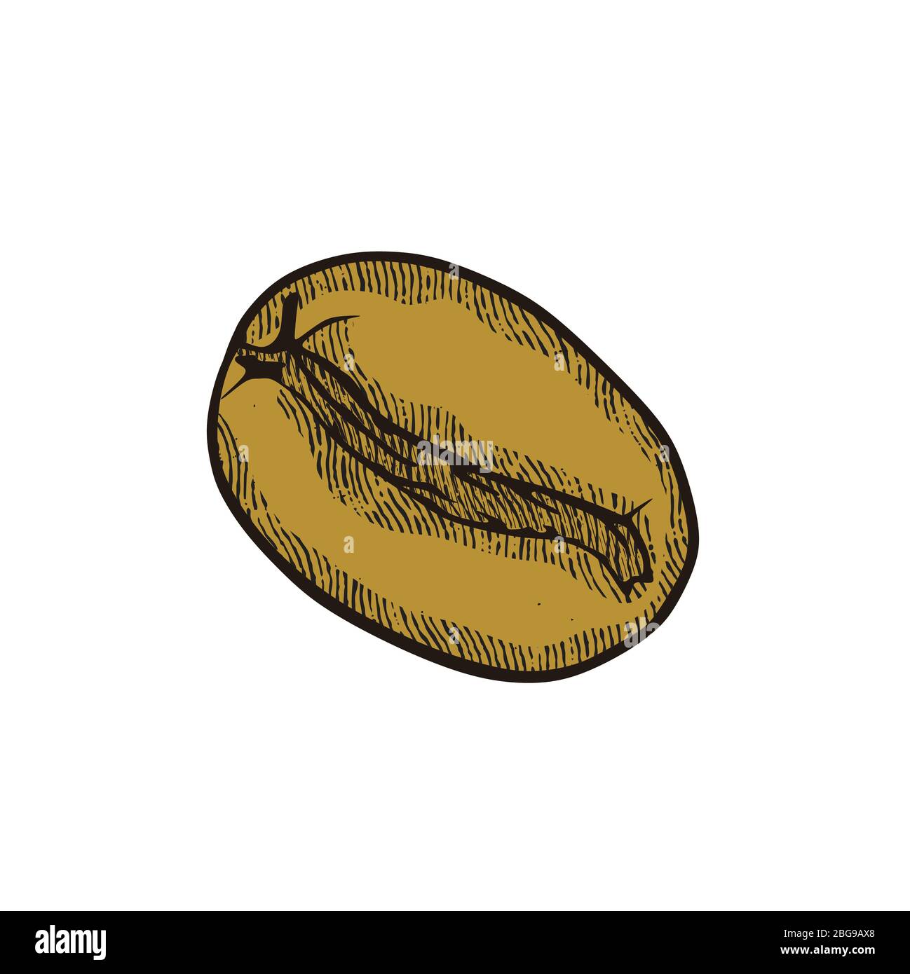 hand drawn coffee bean logo. vector illustration Stock Vector Image ...