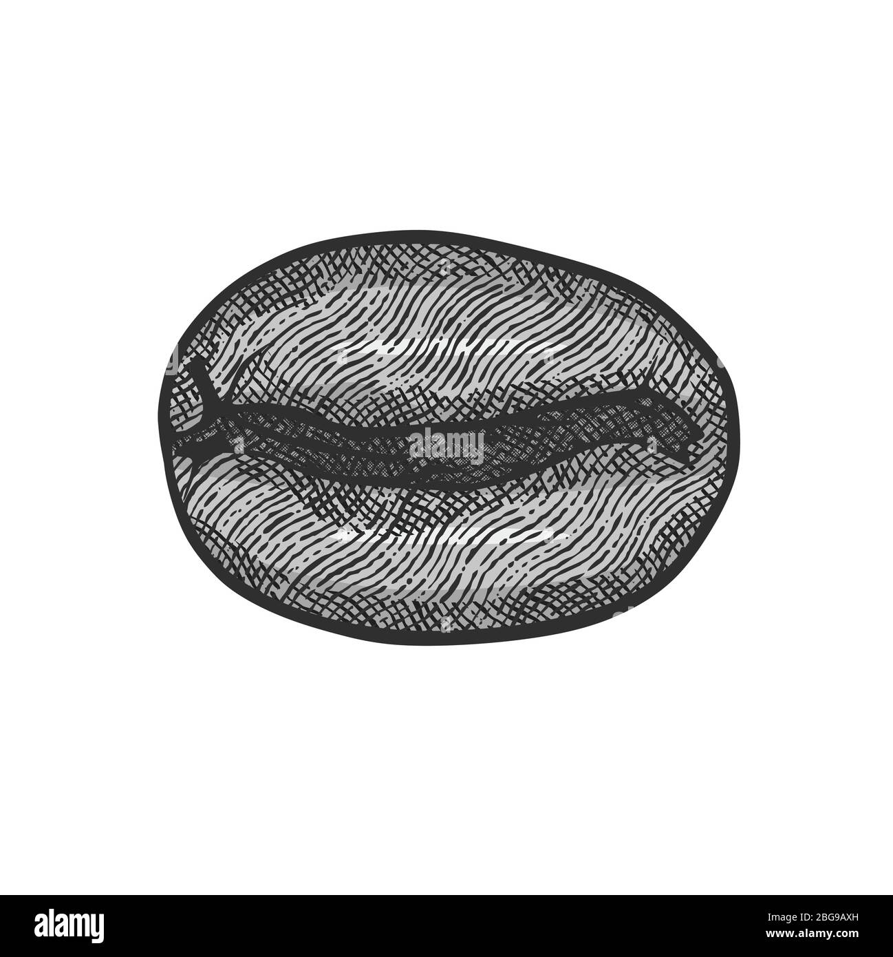 hand drawn coffee bean logo. engraving texture. vector illustration ...