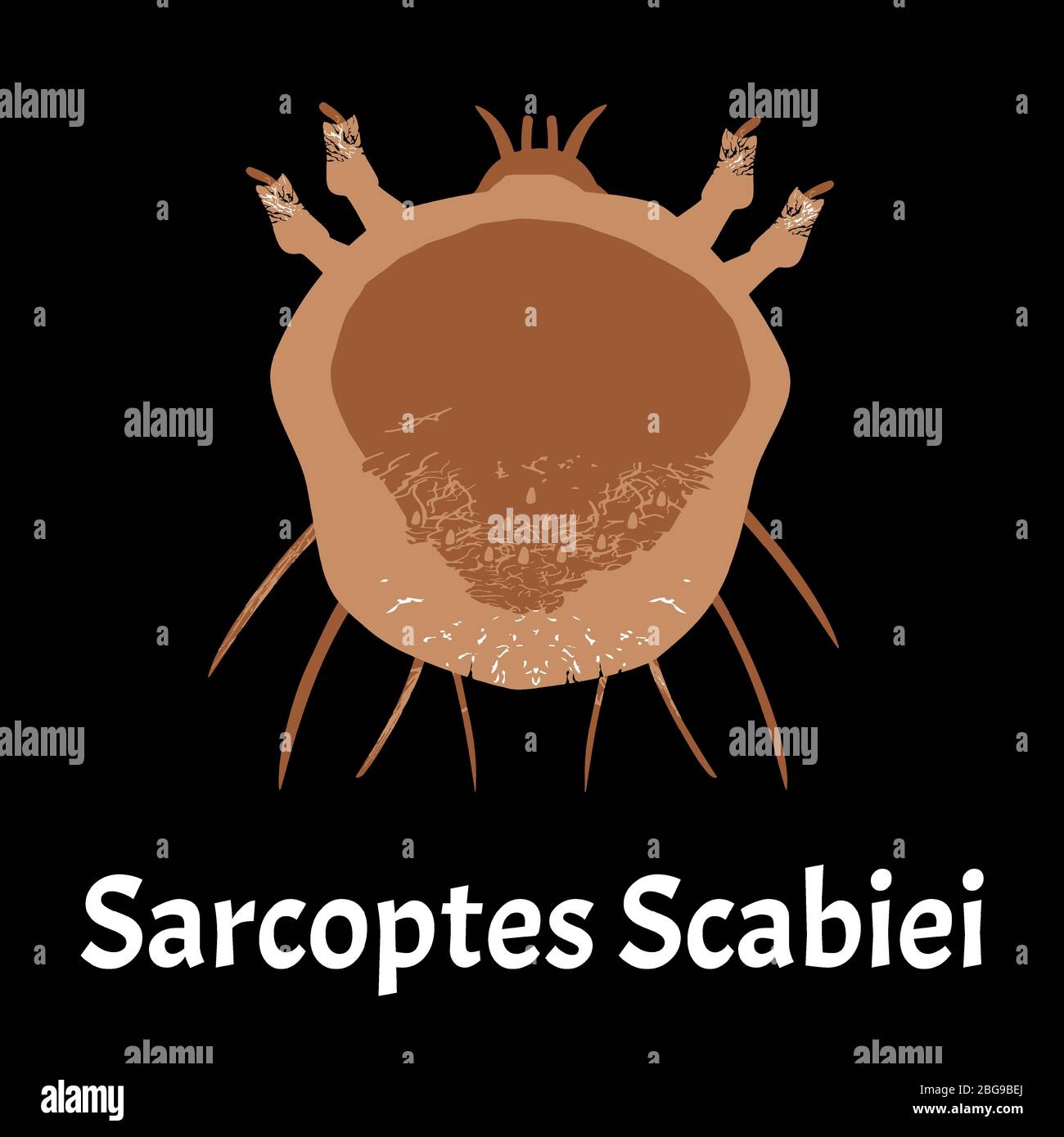 Sarcoptes scabiei. scabies. Sexually transmitted disease. Infographics. illustration on isolated background. Stock Vector