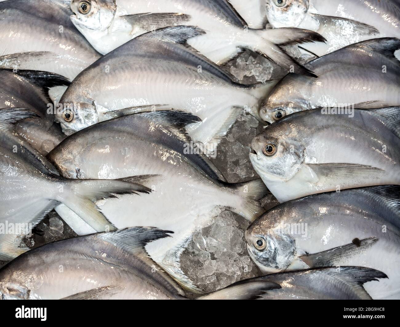 Harvestfish hires stock photography and images Alamy