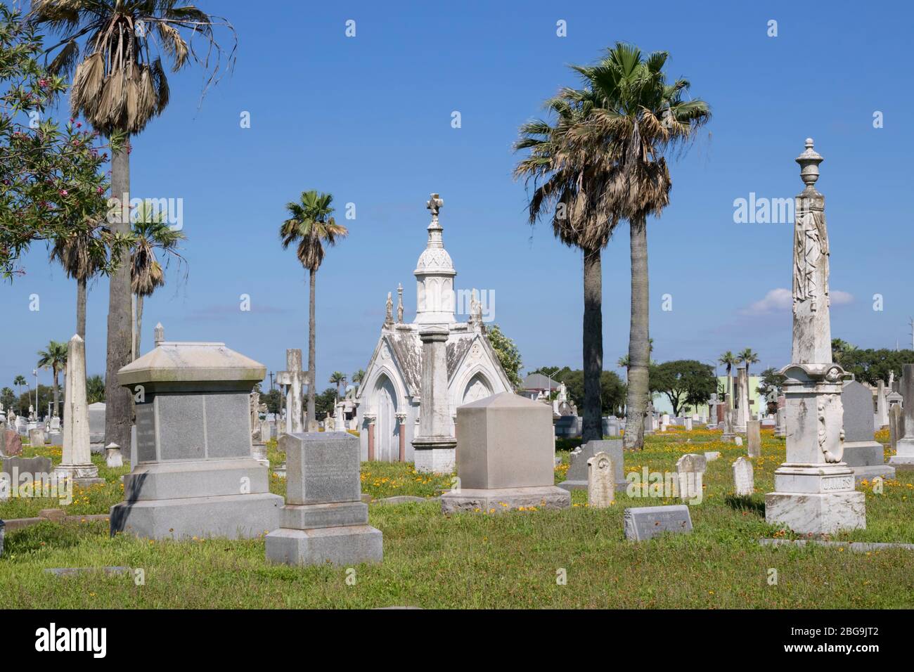 The historical cemetery, Galveston, Texas, covered by blooming yellow